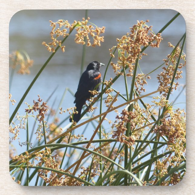 Red-winged blackbird coasters (Front)