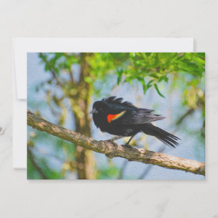 Red-winged blackbird holiday card