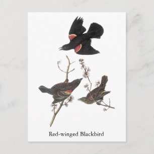 Red-Winged Blackbird, John Audubon Postcard