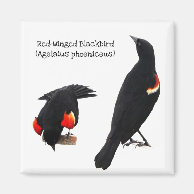 Red-Winged Blackbird Magnet (Front)