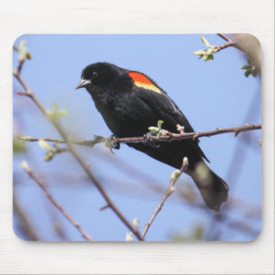 Red-winged Blackbird Mouse Pad