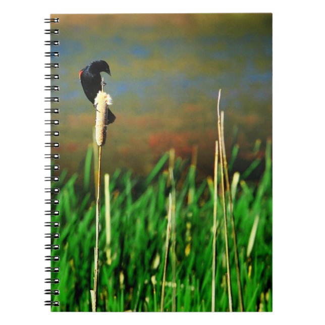 Red Winged Blackbird on a Cattail Spiral Notebook (Front)