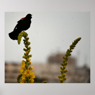 Red-winged Blackbird on Flowers Poster
