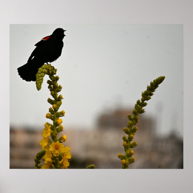 Red-winged Blackbird on Flowers Poster (Front)