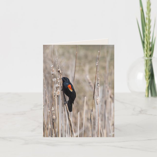 Red winged Blackbird On Weed Card (Front)