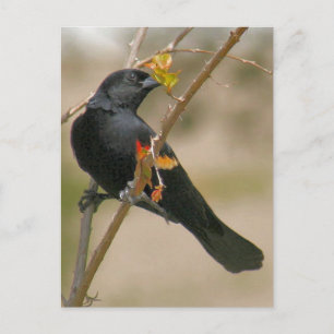 Red Winged Blackbird Photo Postcard