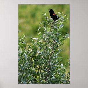 Red-winged Blackbird Photo Poster