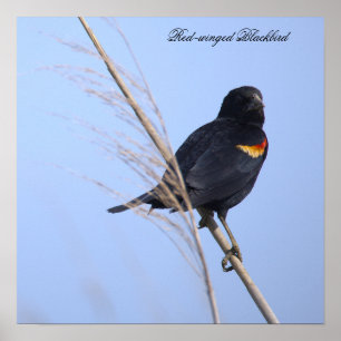Red-winged Blackbird Photo Poster