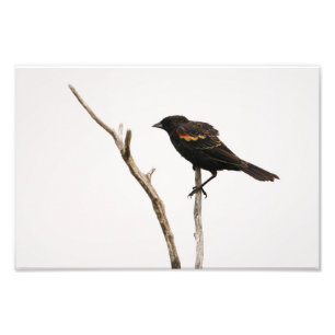 Red-Winged Blackbird Photo Print
