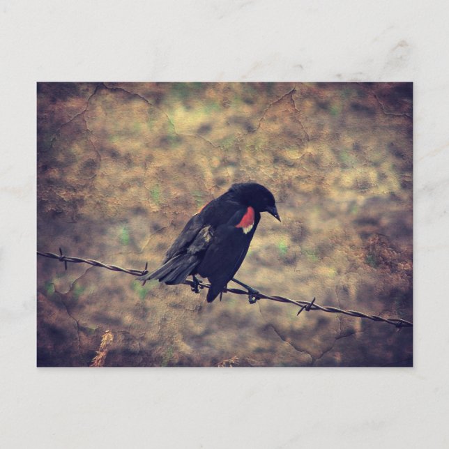 Red Winged Blackbird Postcard (Front)