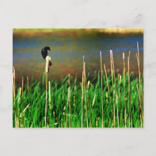 Red Winged Blackbird Postcard