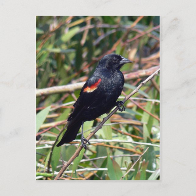 Red-winged Blackbird Postcard (Front)