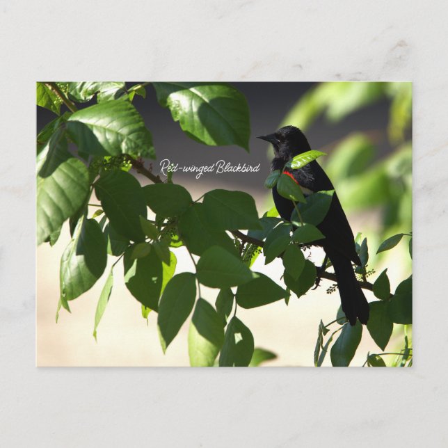 Red-winged Blackbird Postcard (Front)