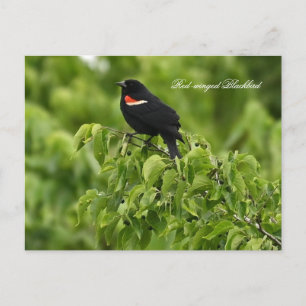 Red-winged Blackbird Postcard