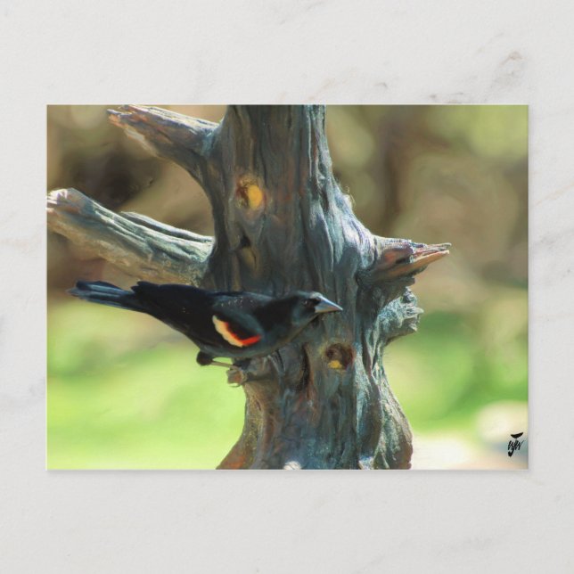 Red Winged Blackbird Postcard (Front)