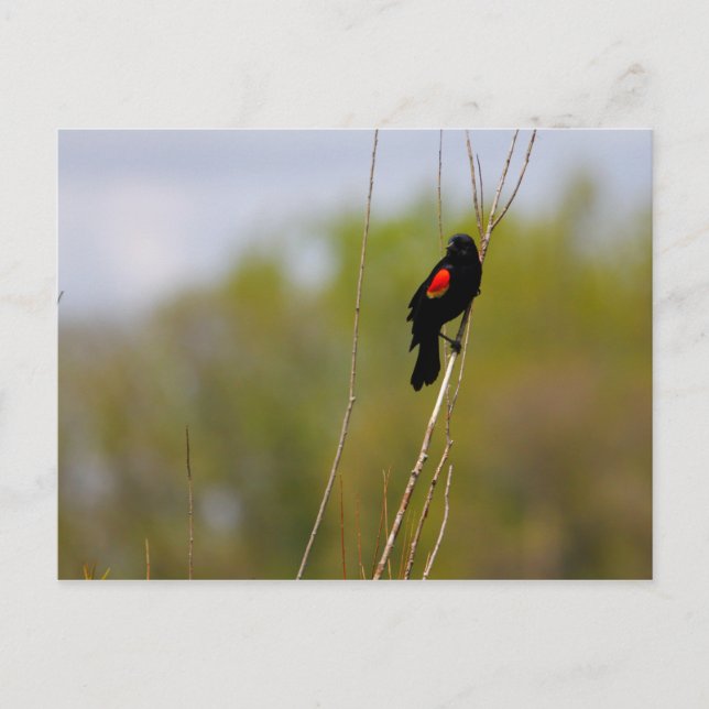 Red-winged Blackbird Postcard (Front)