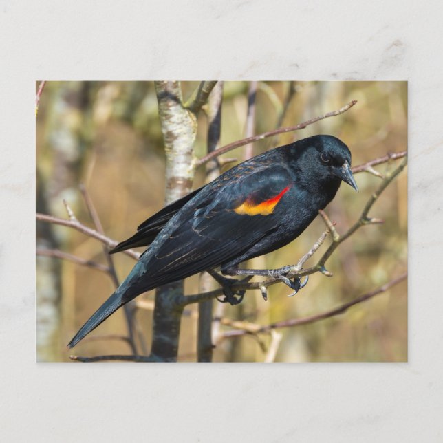 Red-winged Blackbird Postcard (Front)