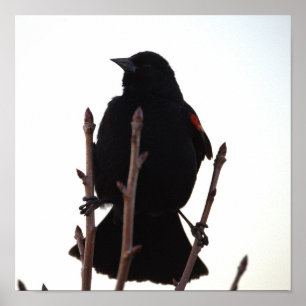 Red-winged Blackbird Poster