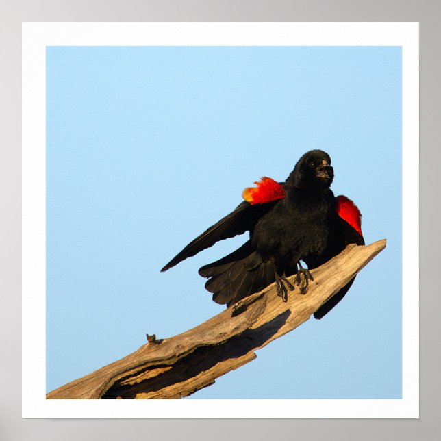 Red-winged Blackbird Poster (Front)