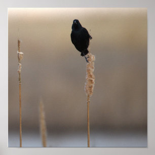Red-winged Blackbird Poster