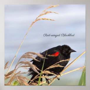 Red-winged Blackbird Poster