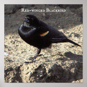 Red-winged Blackbird Poster