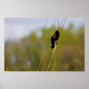 Red-winged Blackbird Poster