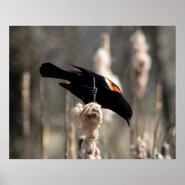 Red Winged Blackbird Poster (Front)