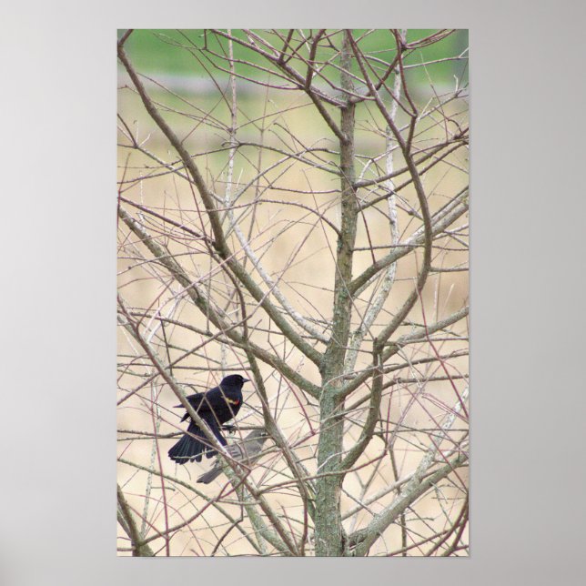 Red-winged Blackbird Poster (Front)