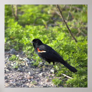 Red-winged Blackbird Poster