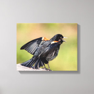 Red Winged Blackbird Singing Canvas Print