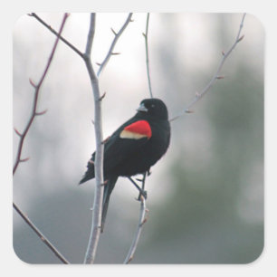 Red-winged blackbird square sticker