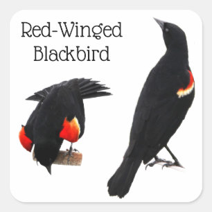 Red-Winged Blackbird Square Sticker