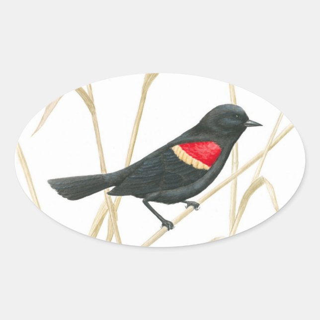 Red-Winged Blackbird Sticker (Front)