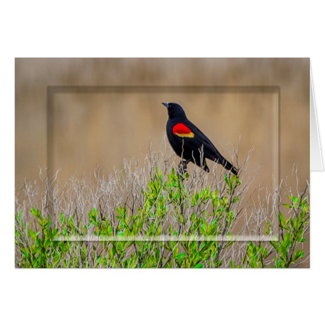 Red-winged blackbird - WETLANDS COLLECTION - Blank (Front Horizontal)
