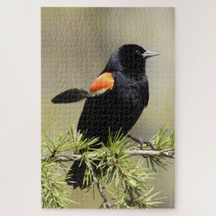 Red Winged Blackbird with a Feather Out Of Place Jigsaw Puzzle