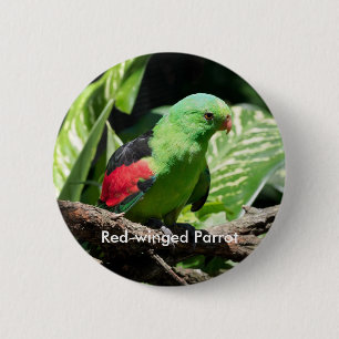 Red-winged Parrot on Tree Limb 6 Cm Round Badge