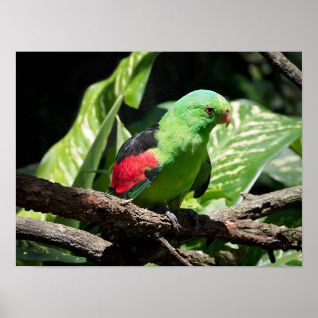 Red-winged Parrot on Tree Limb Poster (Front)