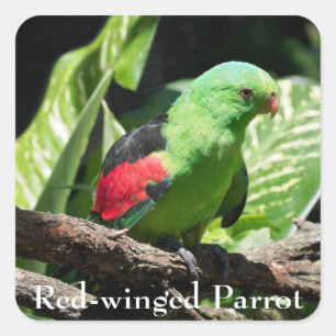 Red-winged Parrot on Tree Limb Square Sticker