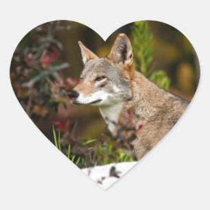 Red Wolf Heart Sticker