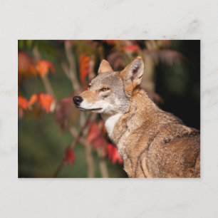 Red Wolf Postcard