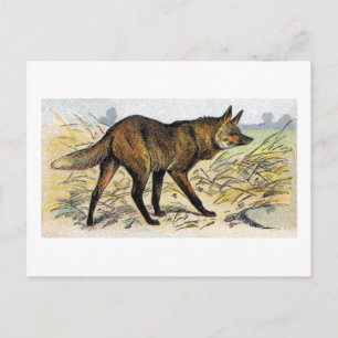 Red Wolf Postcard