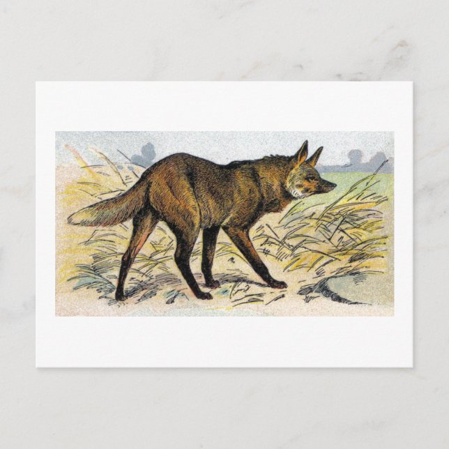 Red Wolf Postcard (Front)