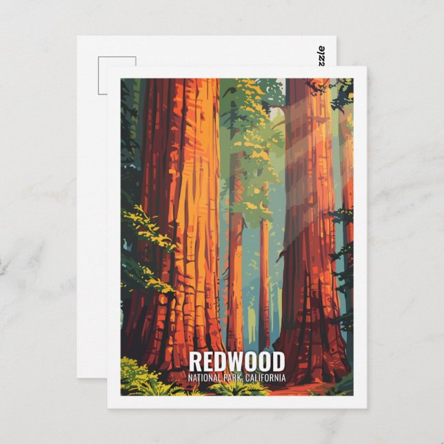 Red Wood National Park California USA  Postcard (Front/Back)