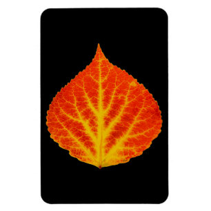 Red & Yellow Aspen Leaf #10 Magnet