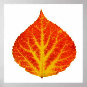 Red & Yellow Aspen Leaf #10 Poster