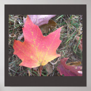 Red Yellow Autumn Leaf Poster