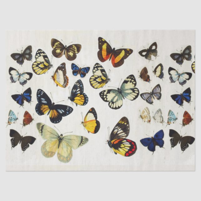 RED YELLOW BLUE WHITE BUTTERFLIES Beauty Nature Tissue Paper (Front)