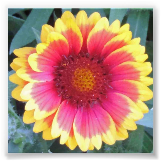 RED YELLOW FLOWER PHOTO PRINT (Front)