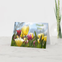 Red, Yellow & Pink Tulips in the Sun